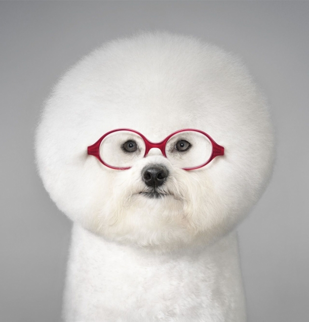 Tim Flach for Grand Optical