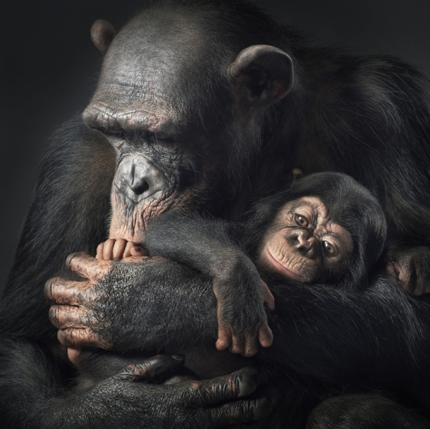 More Than Human by TIM FLACH