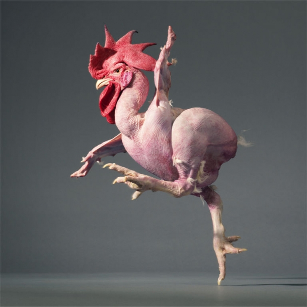 More Than Human by TIM FLACH 